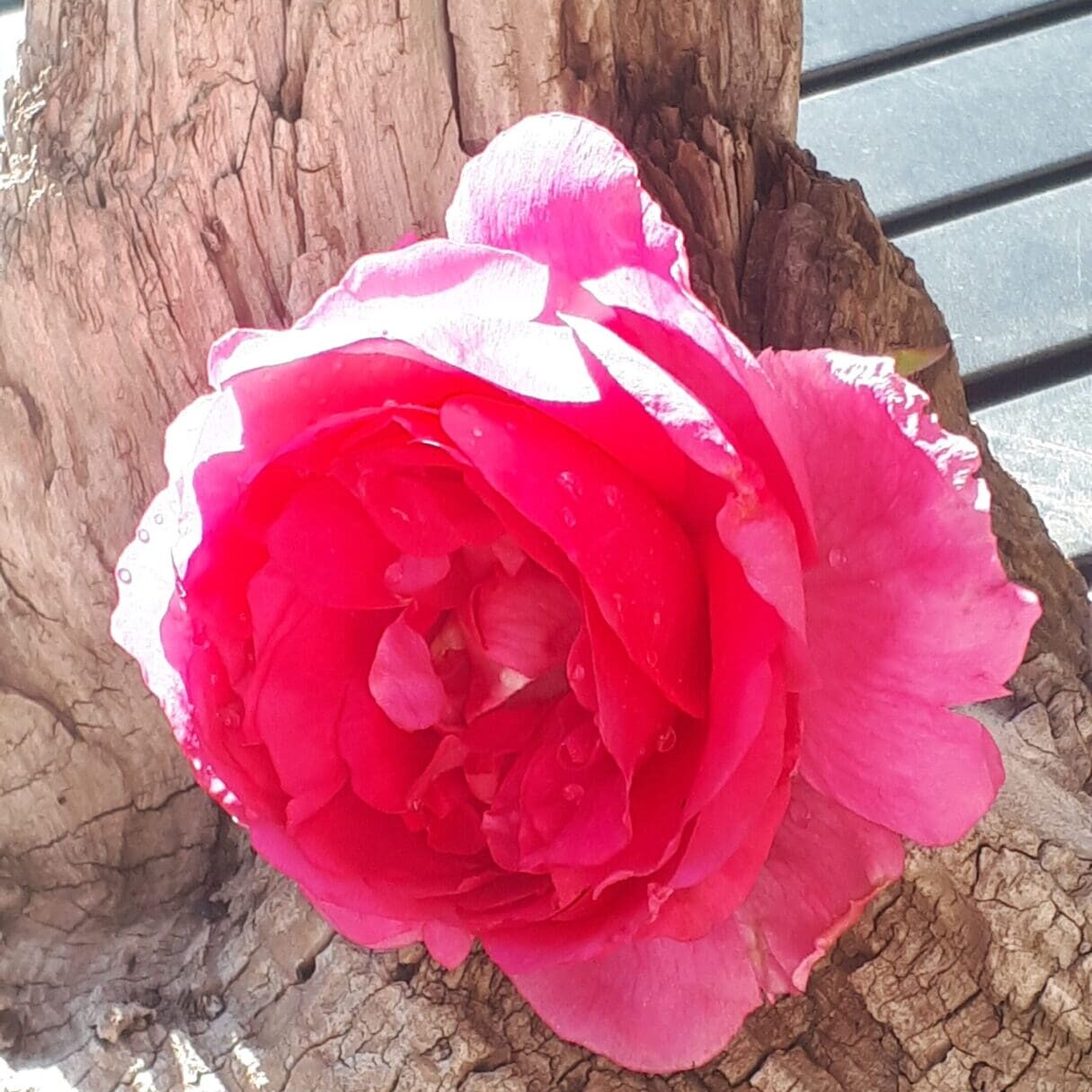A vibrant pink rose blooming on tree bark.
