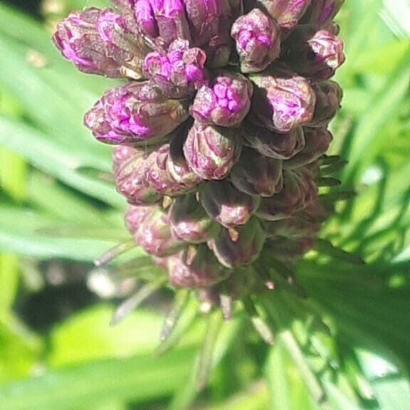 Close-up of a purple flower bud cluster with green leaves.