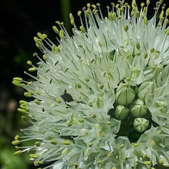 Close-up of a white spherical flower with green buds.