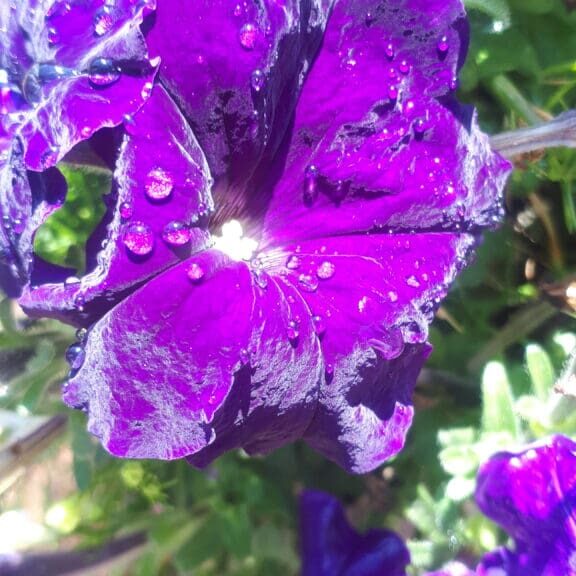 Close-up of a vibrant purple flower with water droplets.