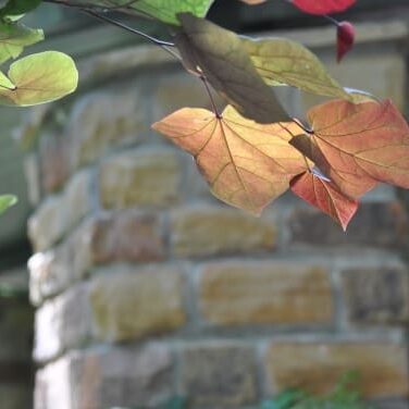 A hummingbird perched on a branch with autumn leaves.